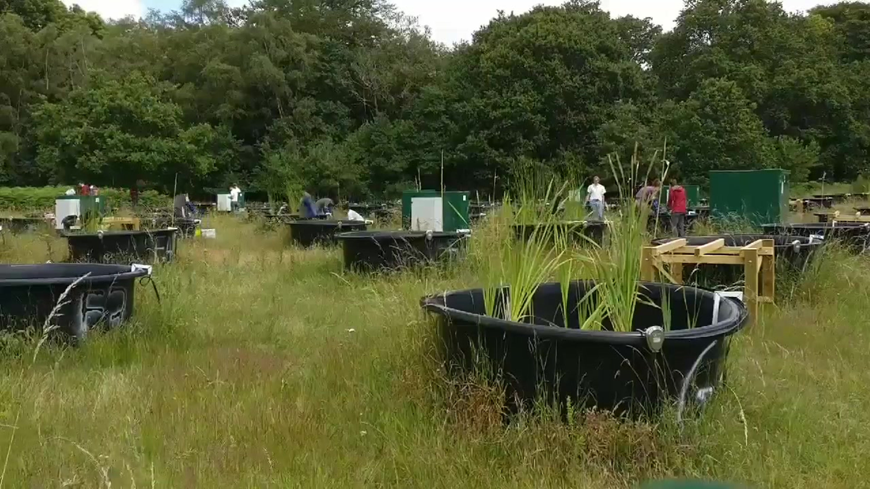 Timelapse at Mesocosms